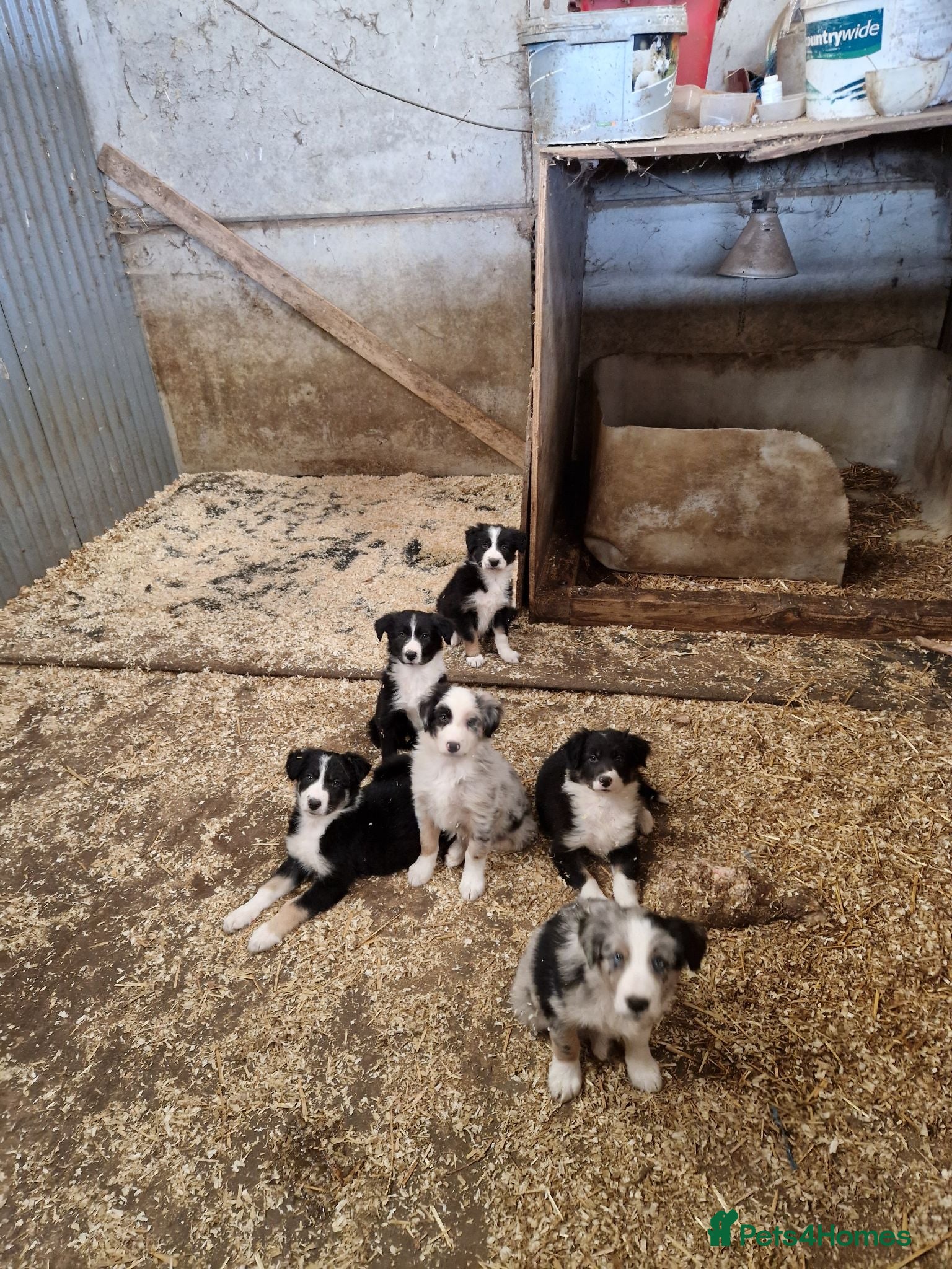 Border Collie dogs Beautiful  border collie pups - Advert 2