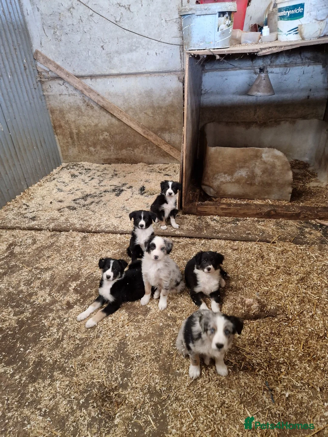 Border Collie dogs for sale: Beautiful  border collie pups - Advert 2