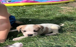 American Bulldog dogs for sale: Ready now Beautiful litter American bulldog puppy - Image 9