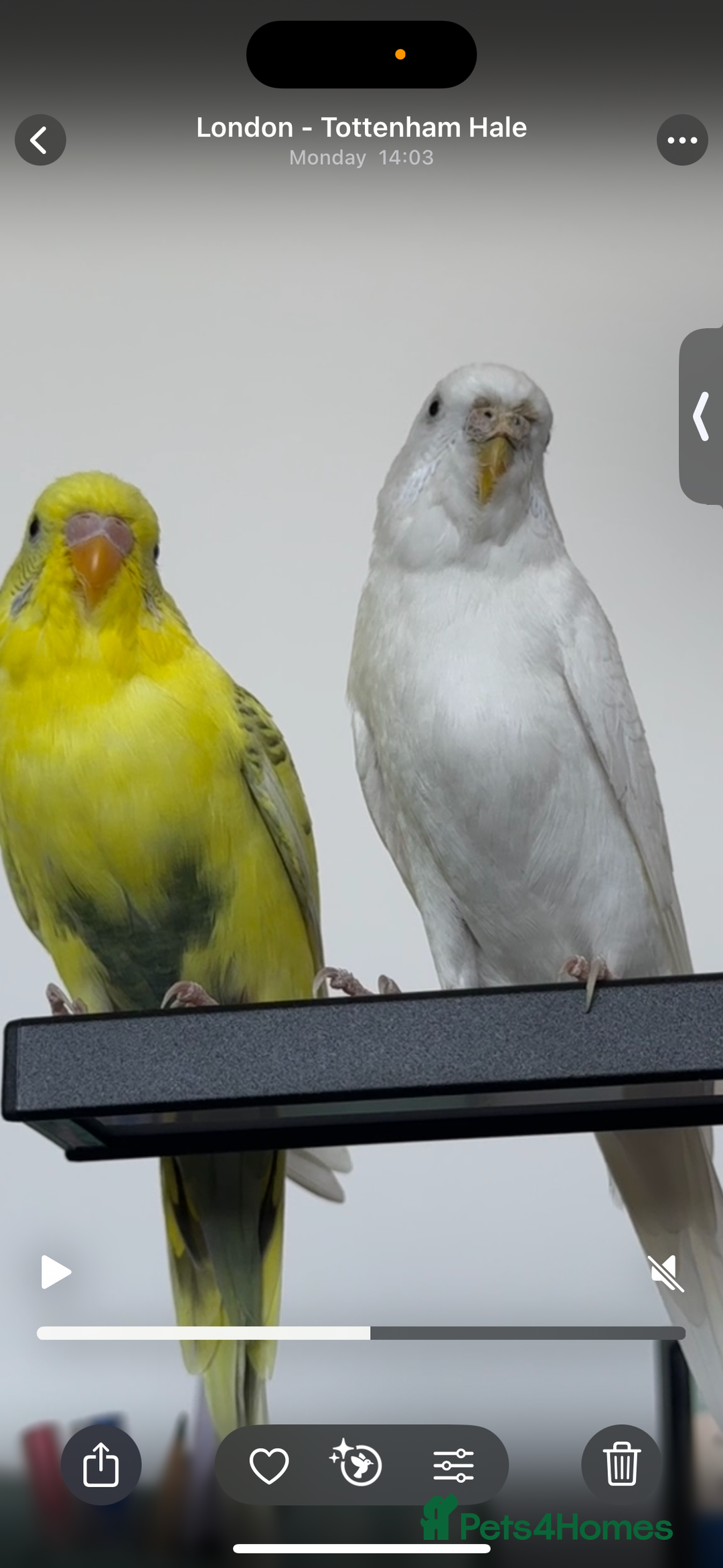 Budgerigars birds for sale: A couple burgies - Full Setup Included | £120 - Advert 5