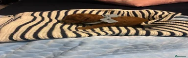 Puppy 6