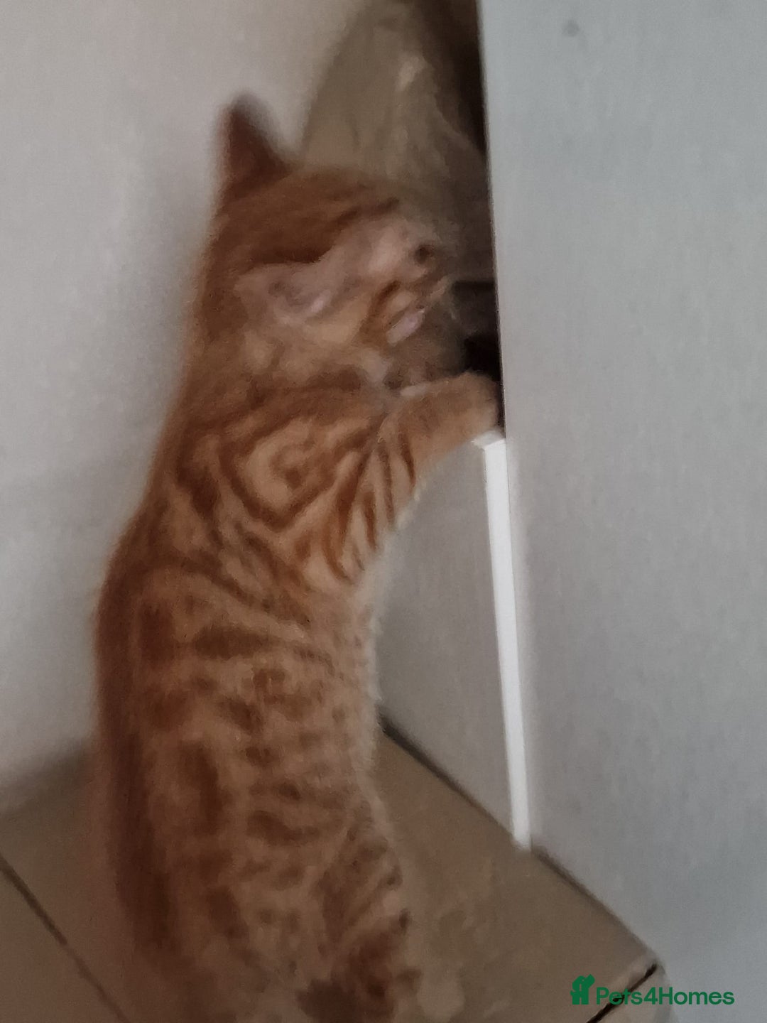 Mixed Breed cats for sale: Cute Ginger Boy ! - Advert 4