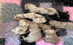 Miniature Dachshund dogs for sale: Miniature Dachshunds - Image 1