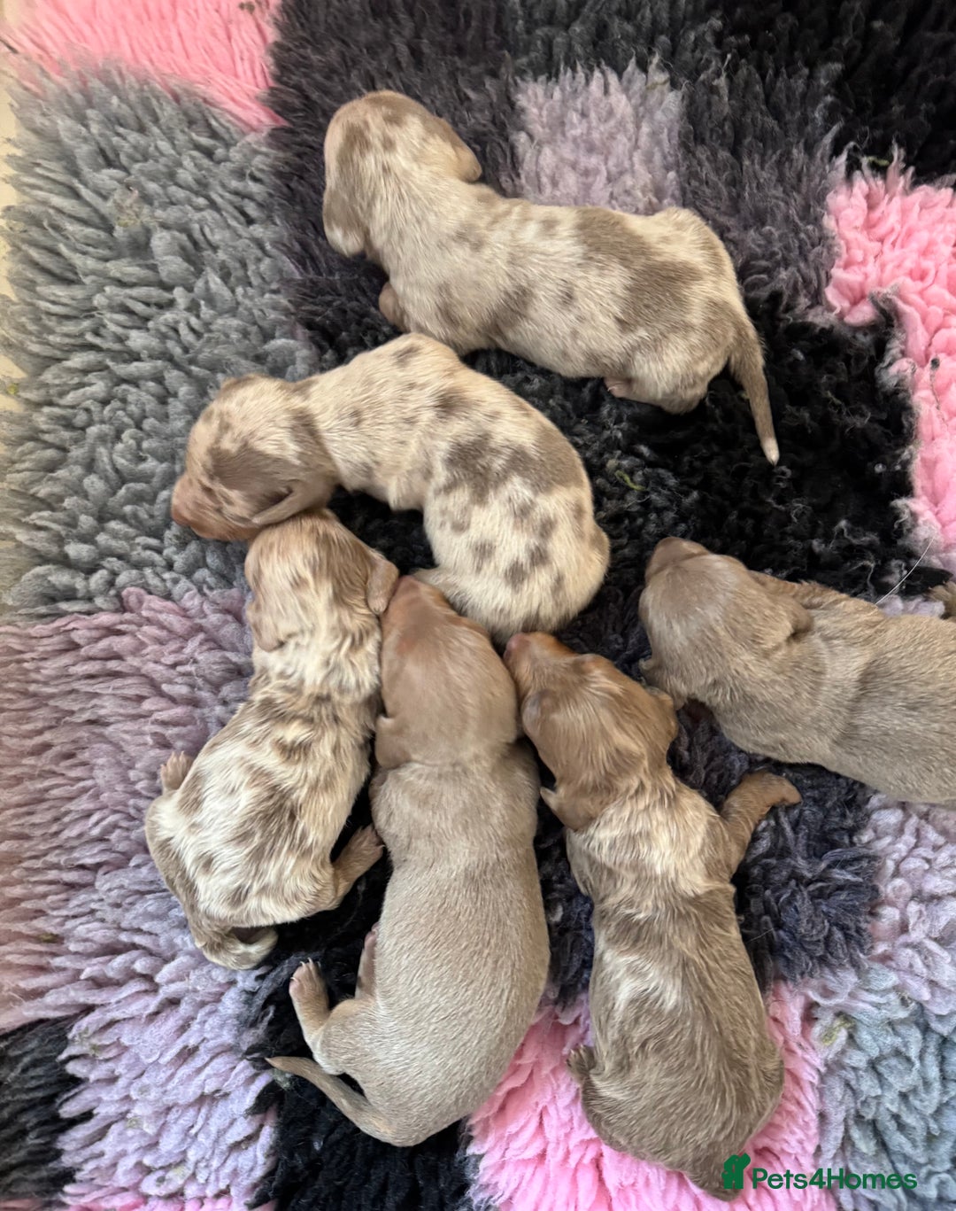 Miniature Dachshund dogs for sale: Miniature Dachshunds - Image 1