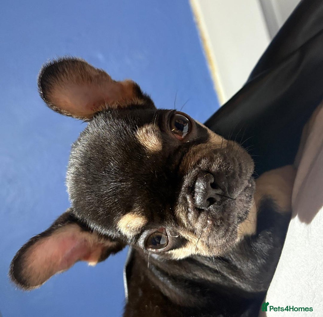 French Bulldog dogs for sale: Beautiful French bulldog puppies  - Advert 7