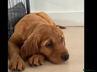 Golden Retriever dogs Working Line KC reg golden retriever puppies - Advert 11