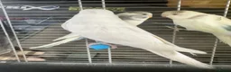 Budgerigars birds for sale: Baby budgies for sale  - Advert 8