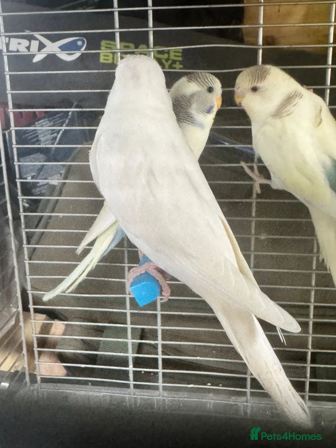 Budgerigars birds for sale: Baby budgies for sale  - Advert 8