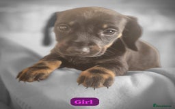 Dachshund dogs for sale: Dachshund puppies - Image 3