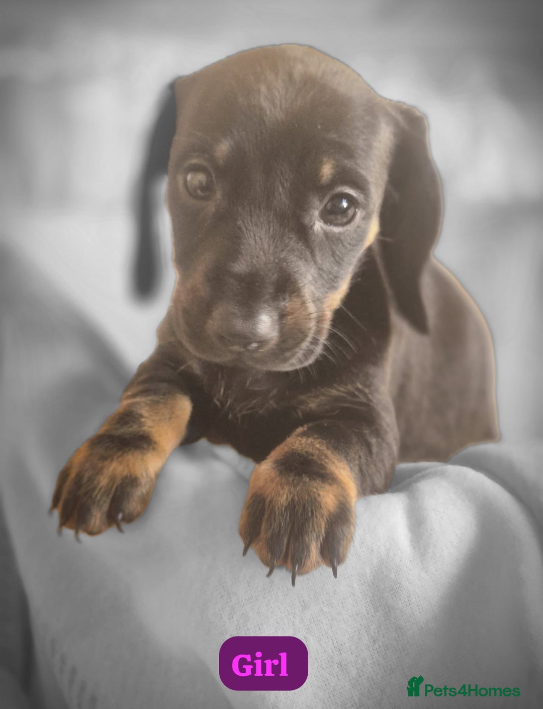 Dachshund dogs for sale: Dachshund puppies - Image 3