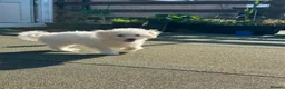 Bichon Frise dogs for sale: Beautiful Bichon boy ready for his forever home.  - Advert 5