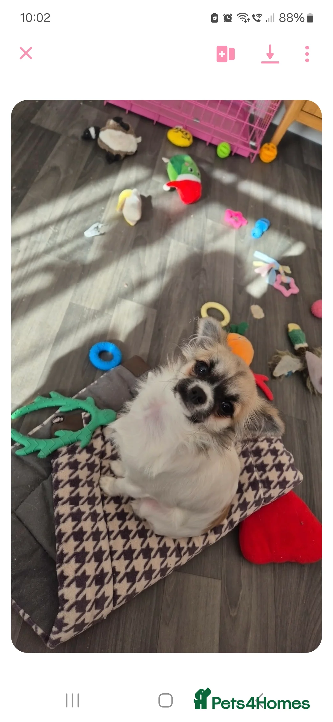 Chihuahua dogs for sale: 5 Month old Ivy - Advert 2