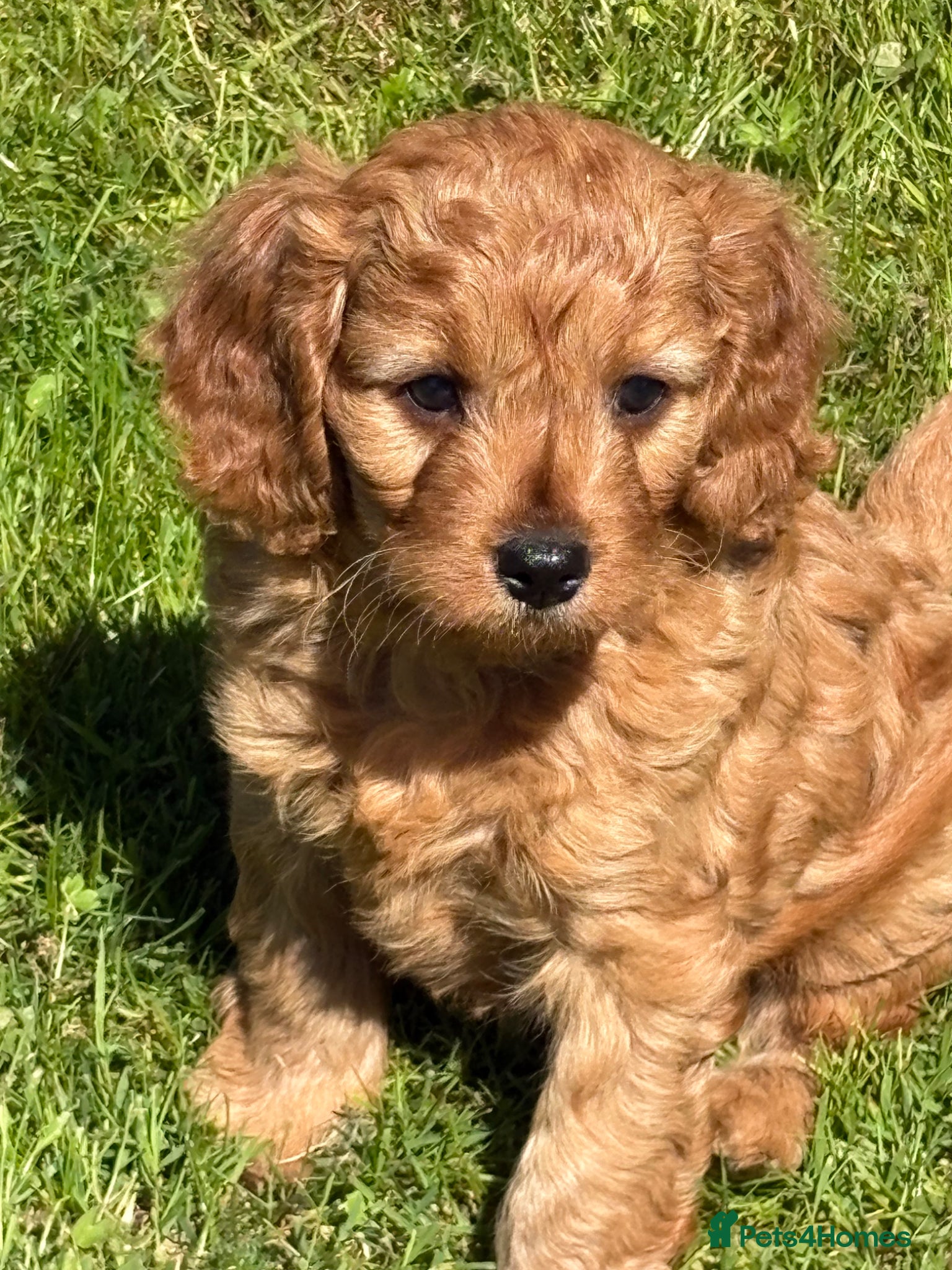 Cavapoo dogs Beautiful dark red Cavapoo puppies  - Advert 1