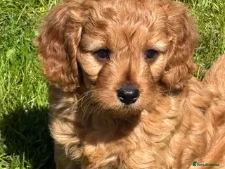 Cavapoo dogs for sale: Beautiful dark red Cavapoo puppies - Advert 2
