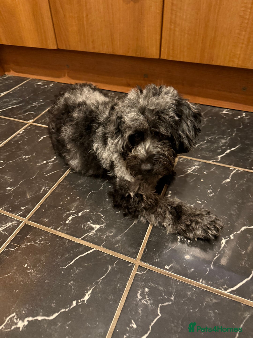 Cavapoo dogs for sale: Miniature cavapoo’s for sale - Image 10