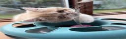 Exotic cats for sale: Beautiful Exotic cream & white female - Advert 4