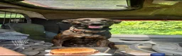 Belgian Shepherd Dog dogs for sale: 5 Dutch Shepard x Belgian malinois puppies in Salisbury - Advert 9