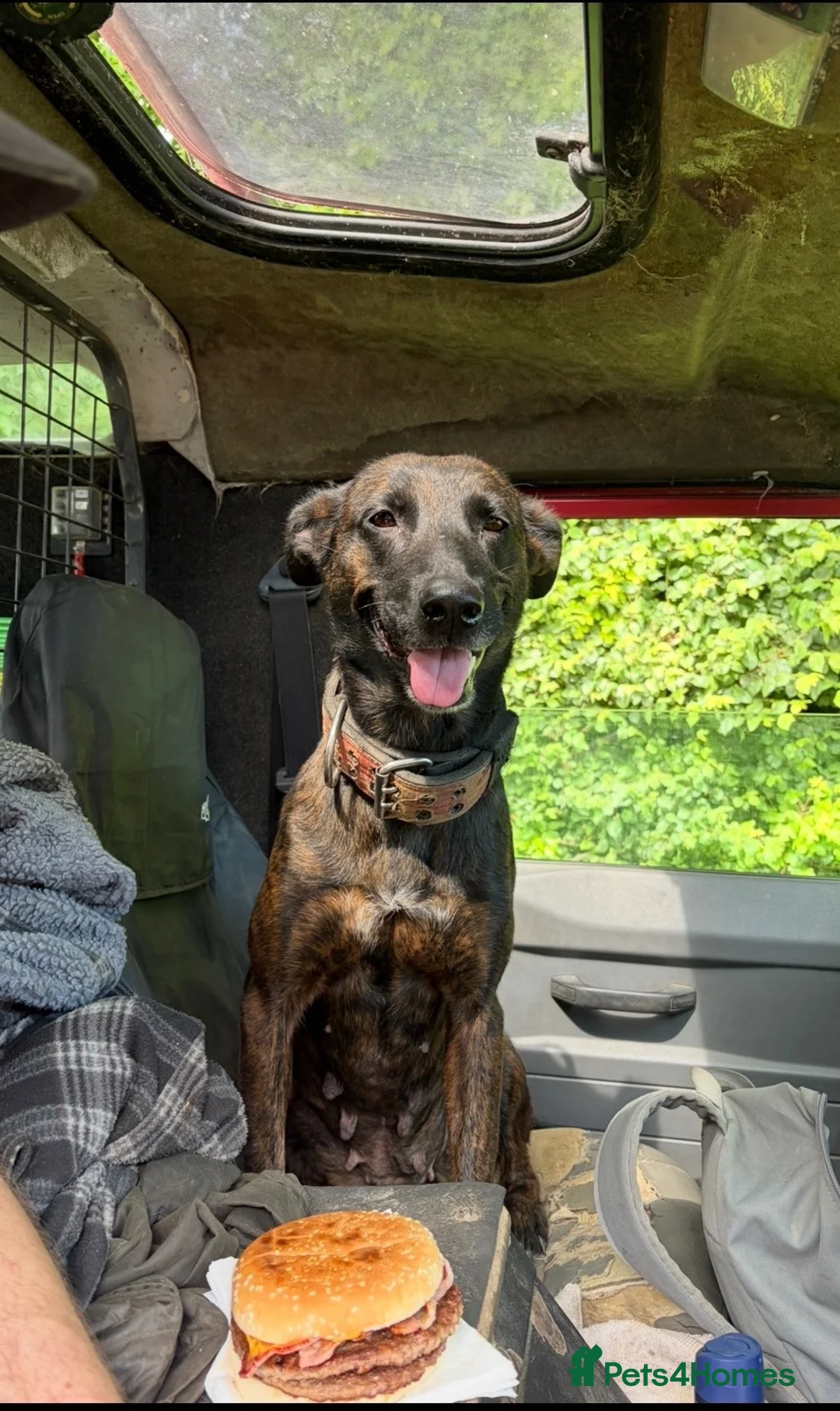 Belgian Shepherd Dog dogs for sale: 5 Dutch Shepard x Belgian malinois puppies in Salisbury - Advert 9