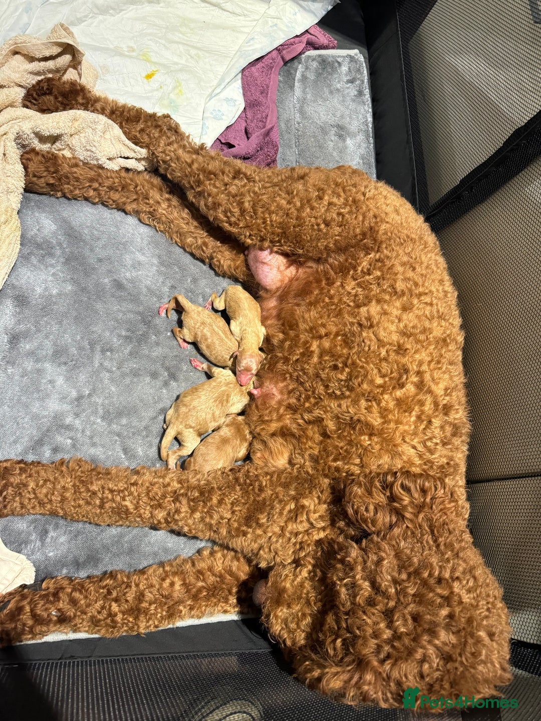 Poodle dogs for sale: Giant poodle  - Advert 6