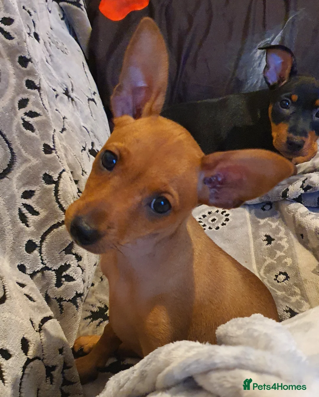 Miniature Pinscher dogs for sale: Miniature Pinscher puppies, KC registered - Advert 19