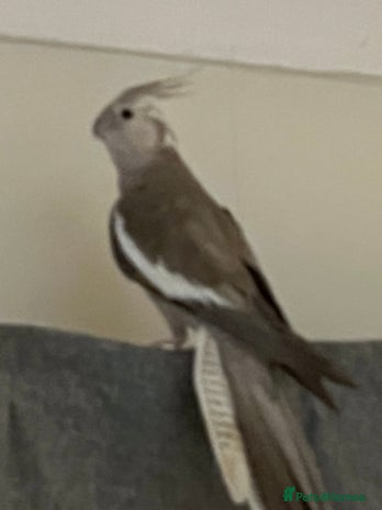 Cockatiels birds - Advert 4