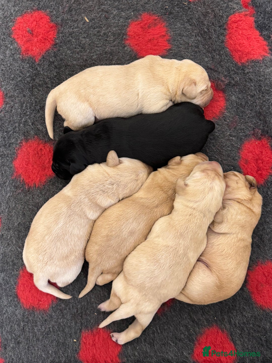 Labrador Retriever dogs for sale: Beautiful Labrador Puppies  - Advert 7