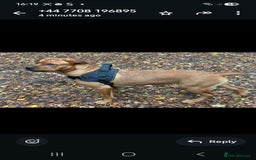 Mixed Breed dogs for sale: Rottweiler/Mastiff  - Advert 5