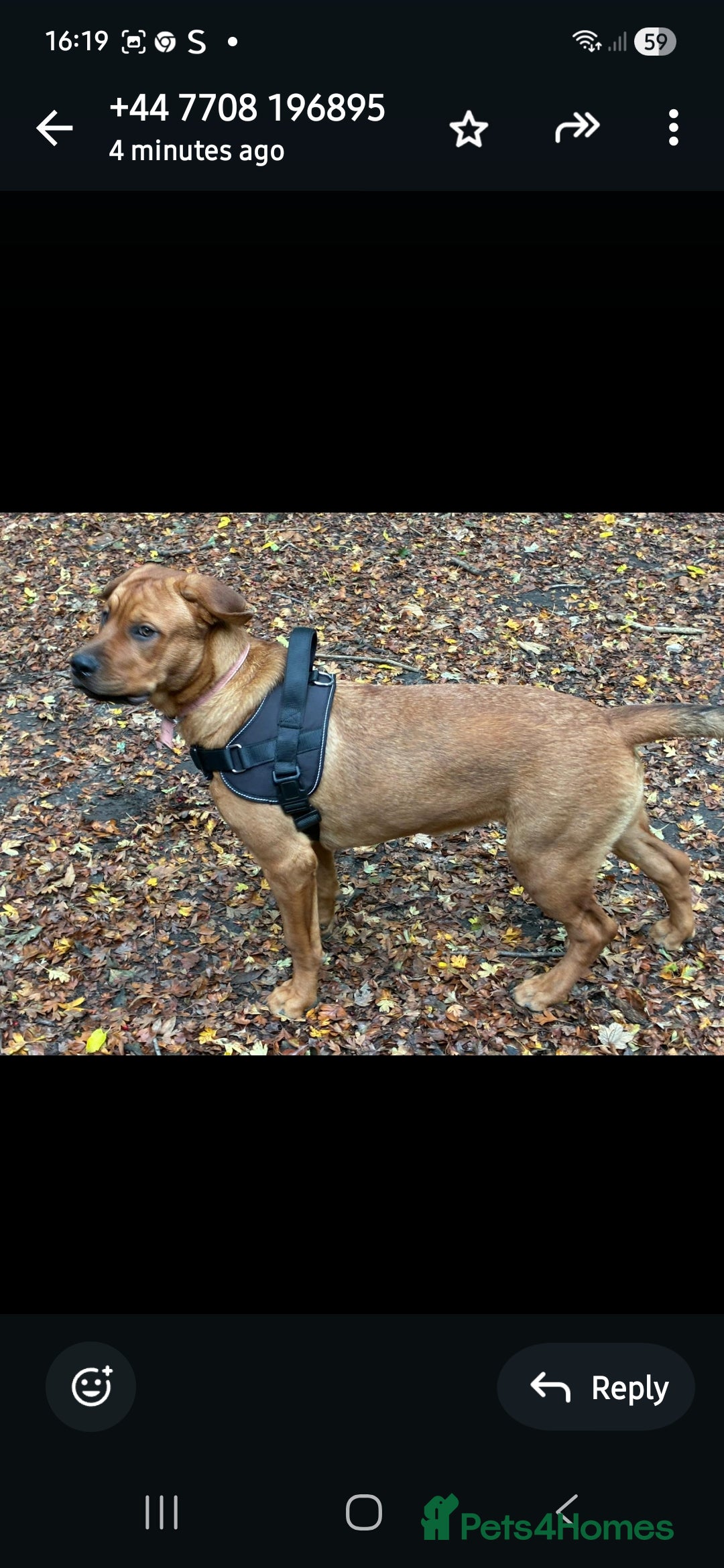 Mixed Breed dogs for sale: Rottweiler/Mastiff  - Advert 5