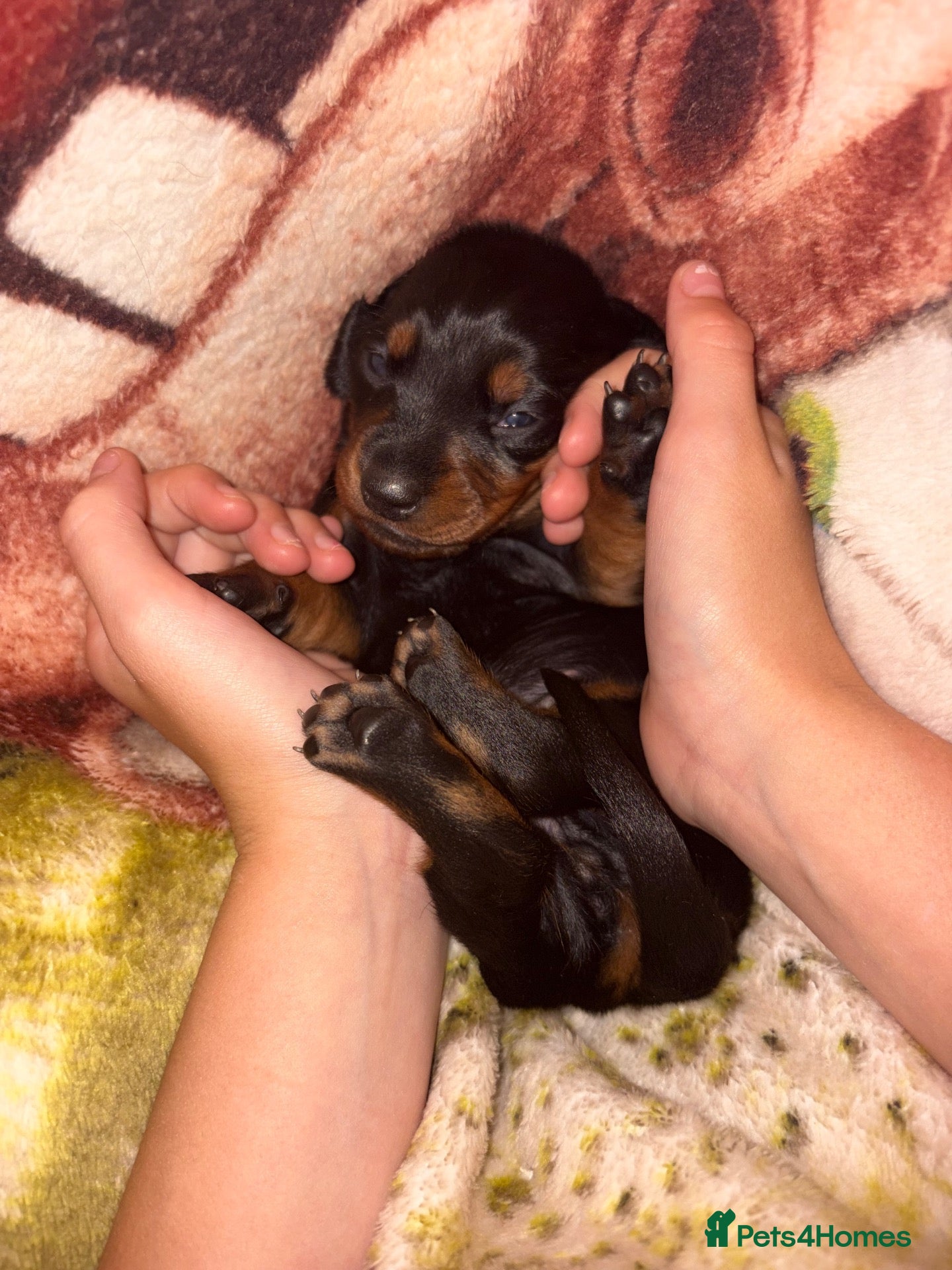 Dachshund dogs Beautiful dachshund puppies  - Advert 2