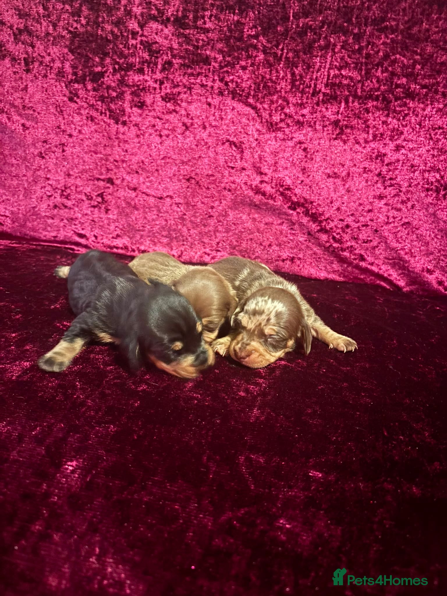 Miniature Dachshund dogs Miniature Dauchund Puppies available  - Advert 1