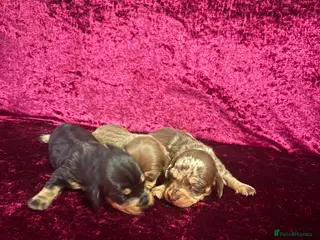 Miniature Dachshund dogs Miniature Dauchund Puppies available - Advert 1