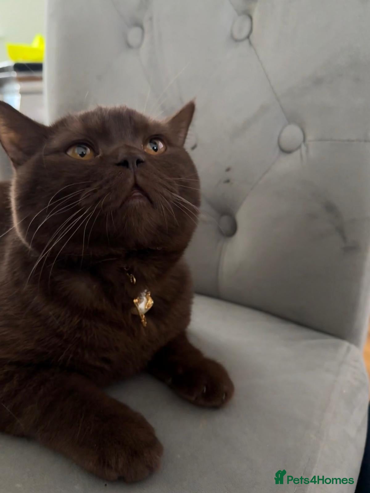 British Shorthair cats Male brown British shorthair available for stud  - Advert 1