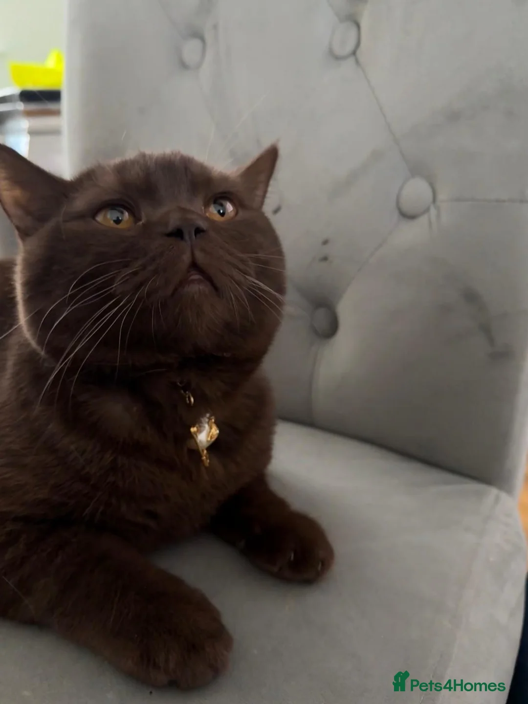 British Shorthair cats for stud: Male brown British shorthair available for stud  - Advert 1