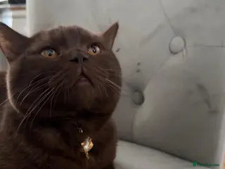 British Shorthair cats Male brown British shorthair available for stud - Advert 1