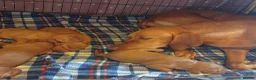 Hungarian Vizsla dogs for sale: Viszla Puppies 🐶  - Advert 2