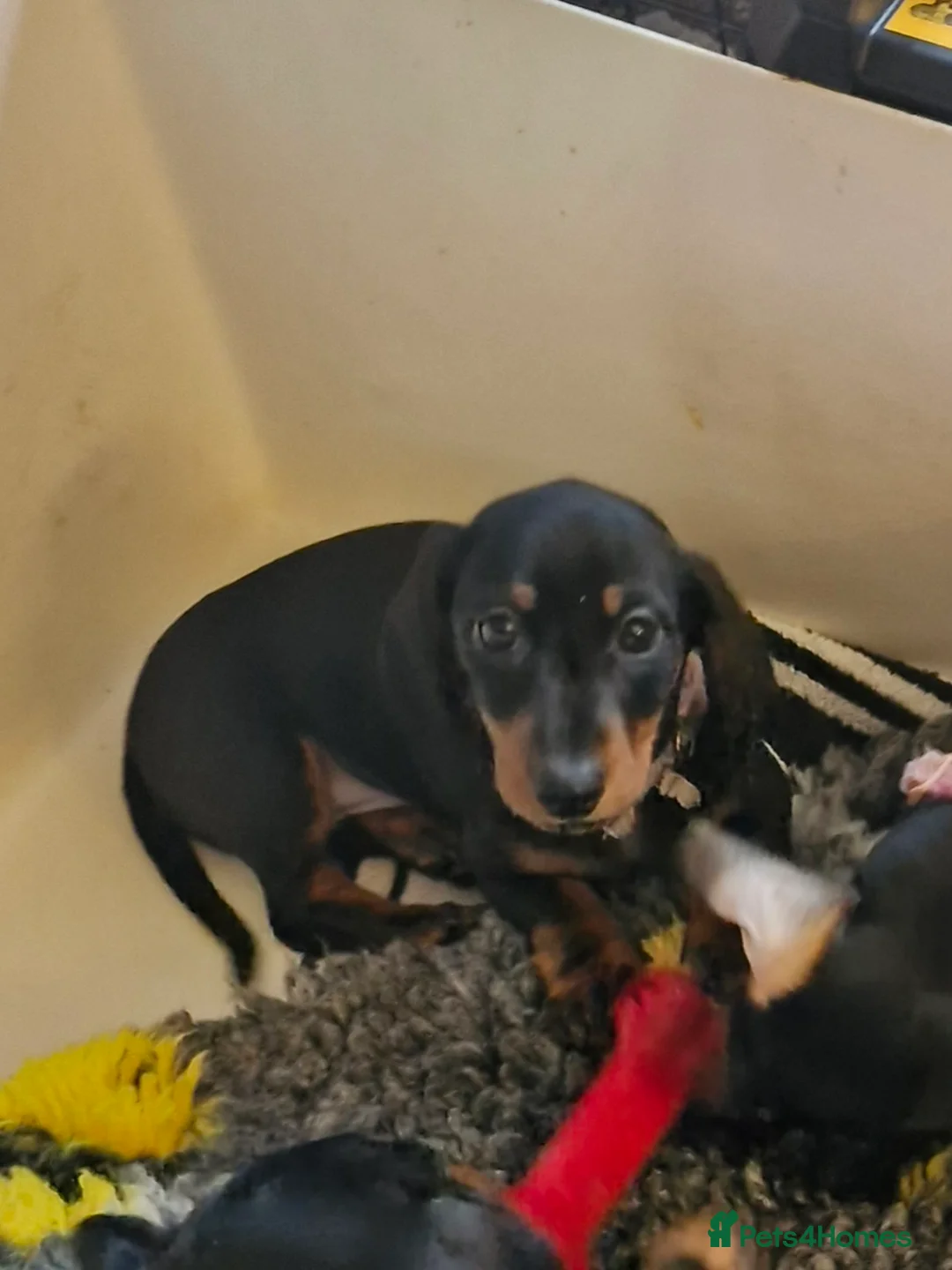 Miniature Dachshund dogs for sale: Two sweet smooth Black and Tan girls.  - Advert 5