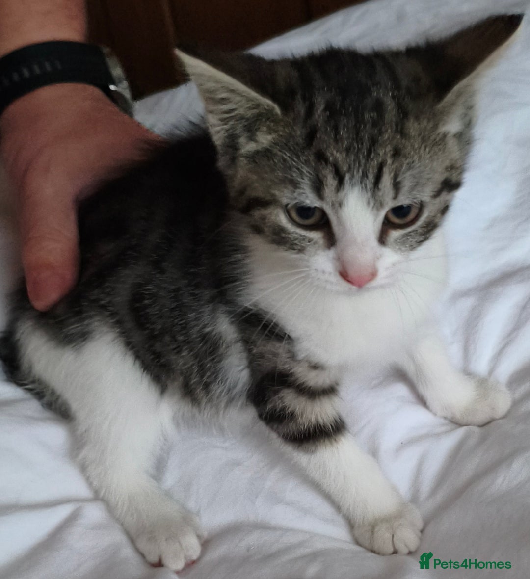 Tibetan cats for sale: Tabby white kittens looking for a lovely home - Advert 10