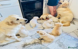 Golden Retriever dogs for sale: Stunning champion blood golden retriever  - Image 5