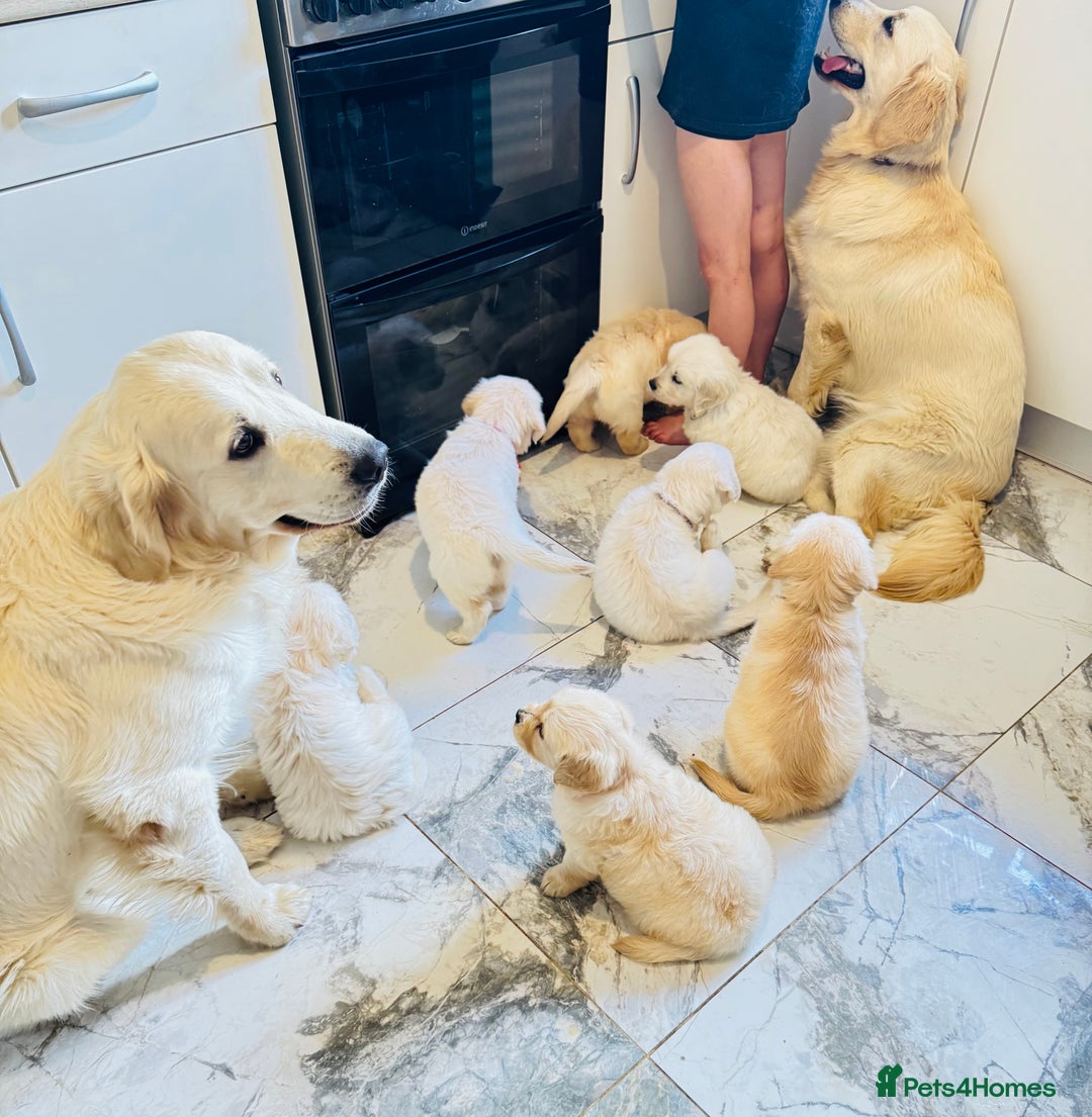Golden Retriever dogs for sale: Stunning champion blood golden retriever  - Image 5