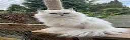 Persian cats for sale: 💎Persian Female Cat needing new home in Reading - Advert 8
