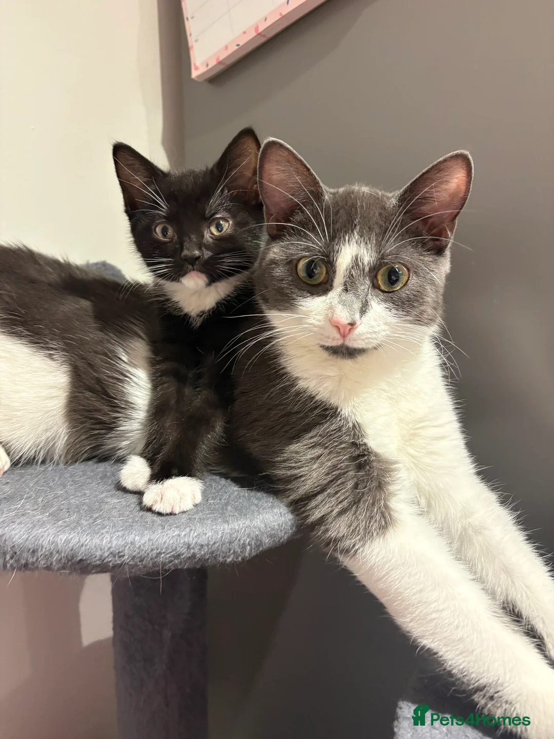 Domestic Shorthair cats for sale: Kittens for sale - Advert 2