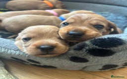 Basset Fauve De Bretagne dogs for sale: Basset Fauve De Bretagne Pups - Image 1