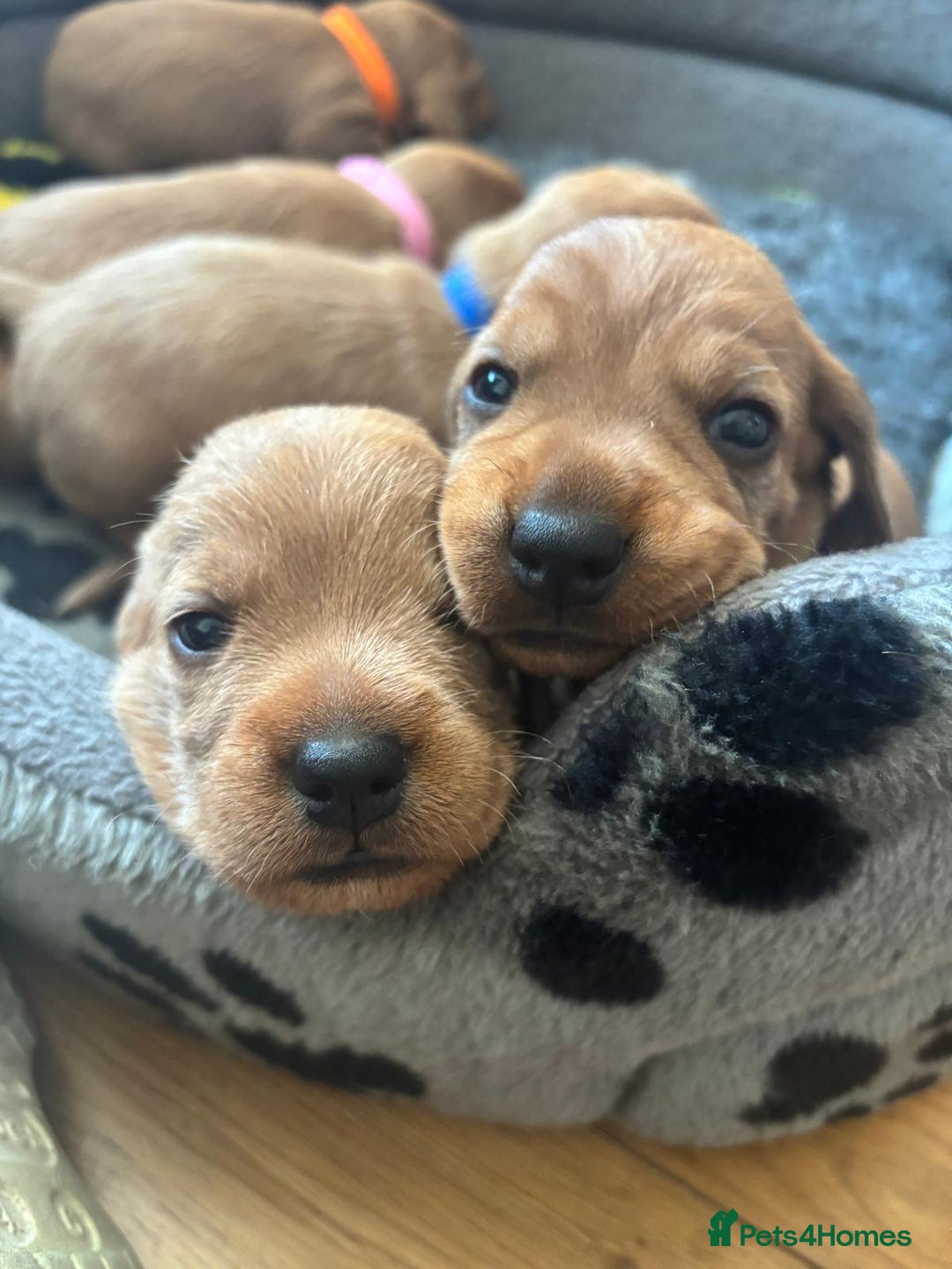Basset Fauve De Bretagne dogs for sale: Basset Fauve De Bretagne Pups - Image 1