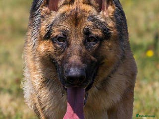 German Shepherd dogs Health tested German shepherd stud - Advert 1