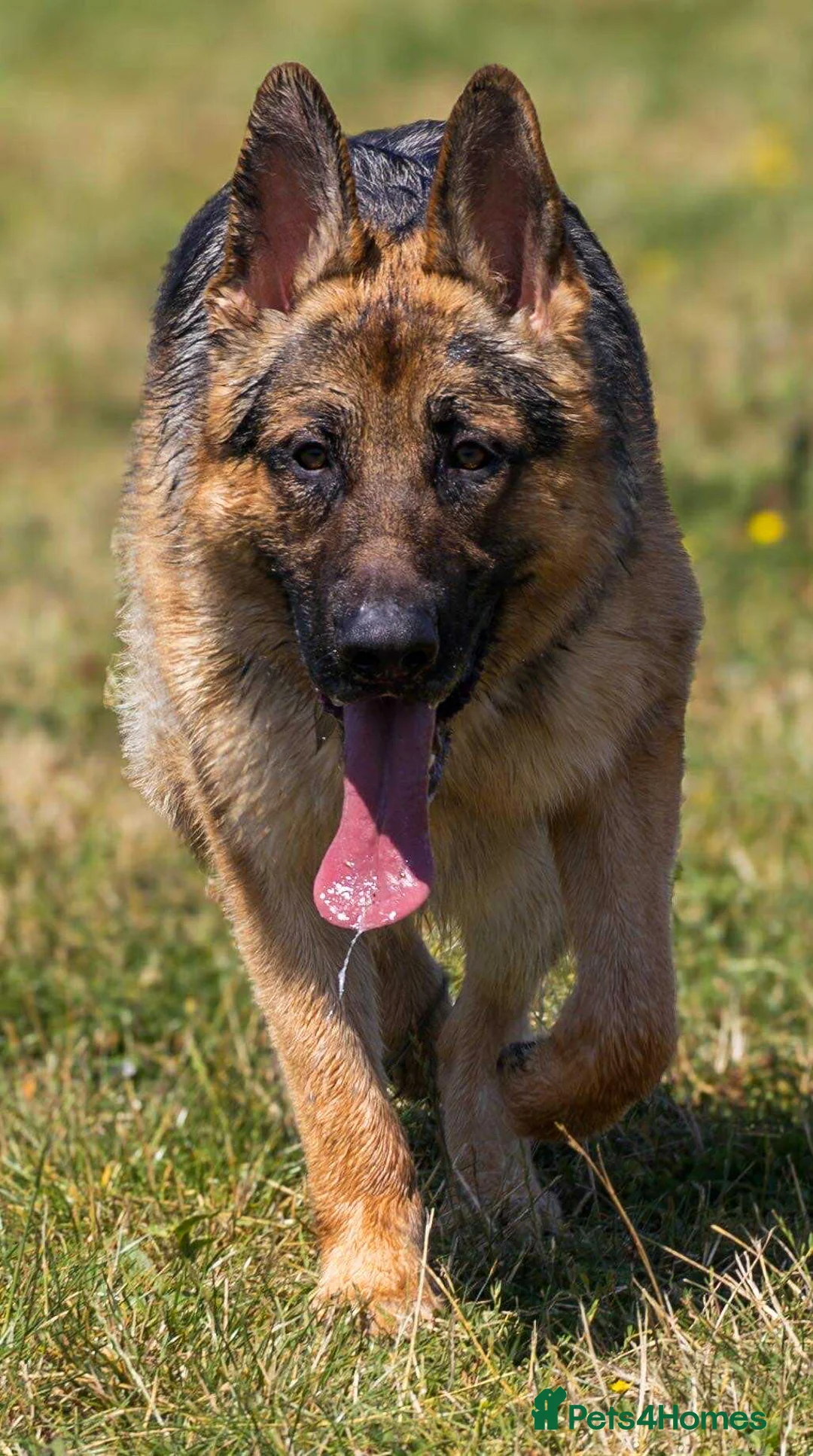 German Shepherd dogs for stud: Health tested German shepherd stud - Advert 1