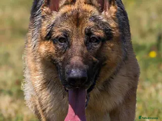 German Shepherd dogs Health tested German shepherd stud - Advert 1