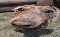 Dachshund dogs for stud: 1 year old Male Daschund ready for stud - Image 1