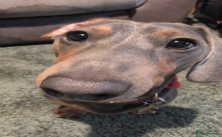 Dachshund dogs - Advert 4