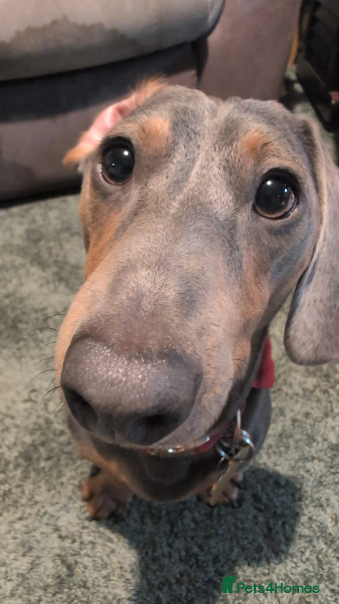 Dachshund dogs for stud: 1 year old Male Daschund ready for stud - Image 1