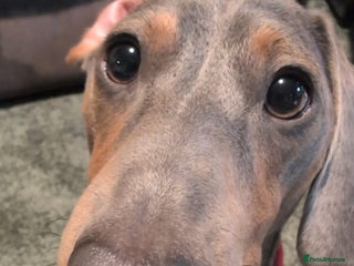 Dachshund dogs - Advert 1